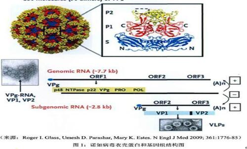 诺如病毒衣壳蛋白和基因组结构图