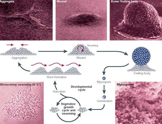 粘细菌多细胞发育进程