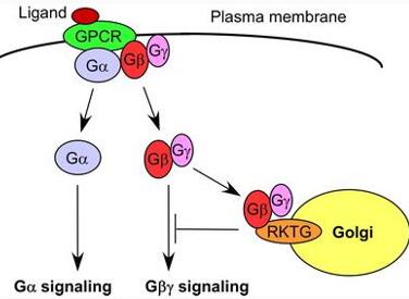 G蛋白偶联受体信号转导调控机制