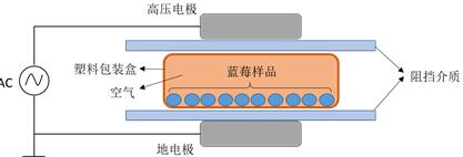 冷等离子体处理样品蓝莓的发生装置示意图