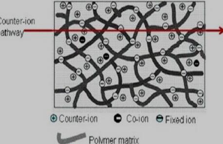 均相离子交换膜中固定基团离子分布在膜骨架的结构示意图