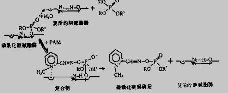 酯酶的反应过程