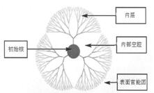 树枝状大分子结构示意图