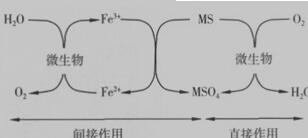 生物浸出直接作用和间接作用模式