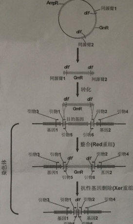 大肠杆菌染色体基因删除方法原理