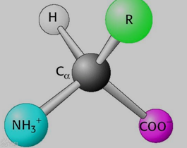 氨基酸的结构图