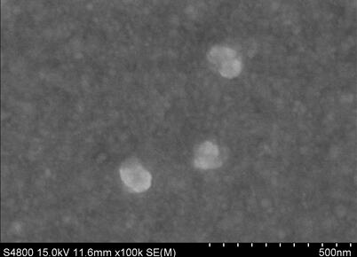 纳米金在PGE表面的SEM