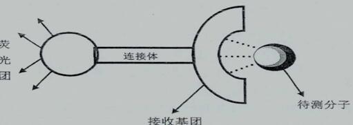 荧光探针的结构模型