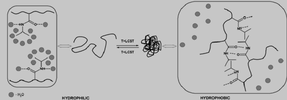 PNIPAAm的响应机理