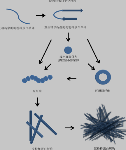 淀粉样蛋白纤维化过程示意图