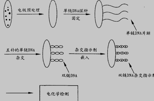 电化学传感器工作原理